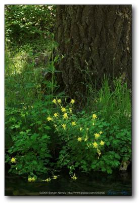 Mogollon Rim : Columbine Tree