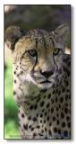 Cheetah : Cat Portrait (Cheetah)