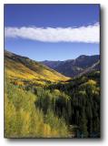 Colorado : Ouray : Aspen
