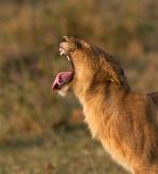 lion_yawn.jpg