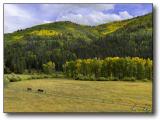 Colorado : Dolores Canyon : Horse and Aspen