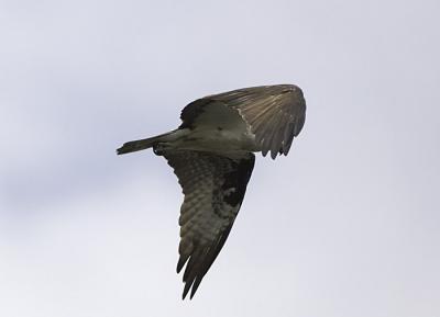 IMG_13517.jpg