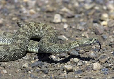 Rattlesnakes of 2005