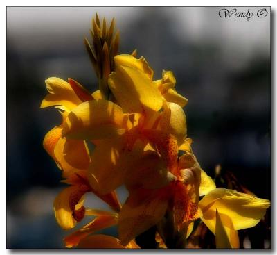 Yellow Cannas