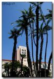 Palms & County Building