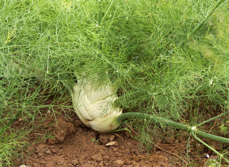 Fennel.jpg