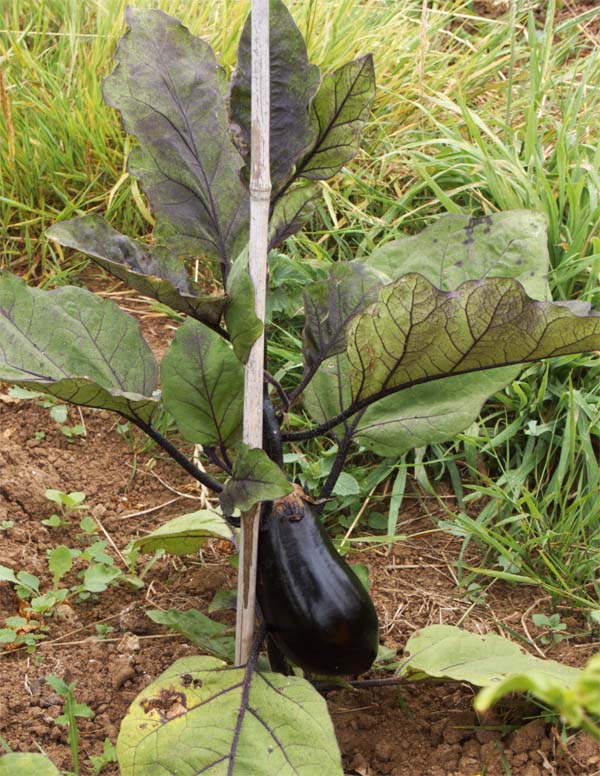 Young Aubergine.jpg