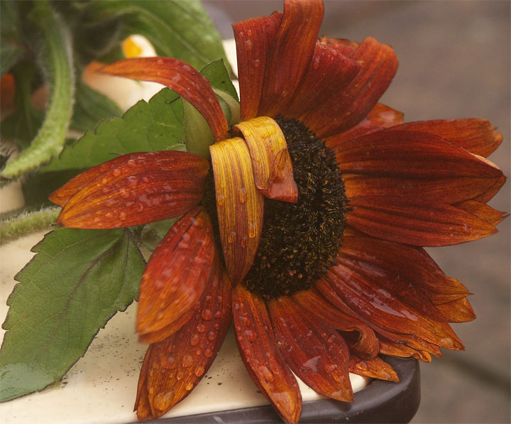 Mournful Sunflower.jpg