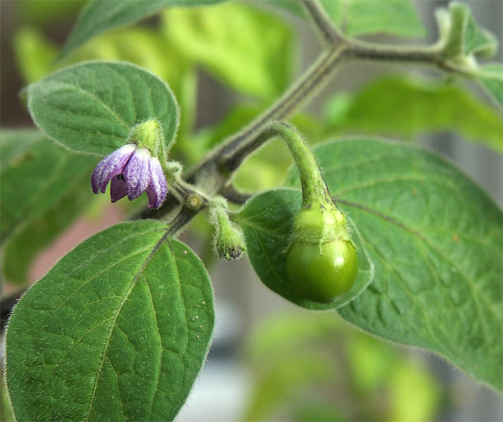 Purple Chillies.jpg