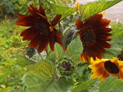 Sunflowers-1.jpg