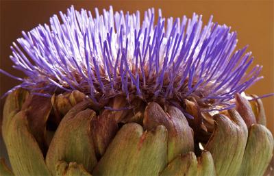 Artichoke_Flower-2.jpg