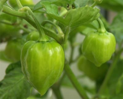 Red Hot Caribbean Chillies.jpg