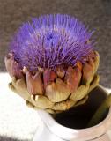 Artichoke_Flower-1.jpg