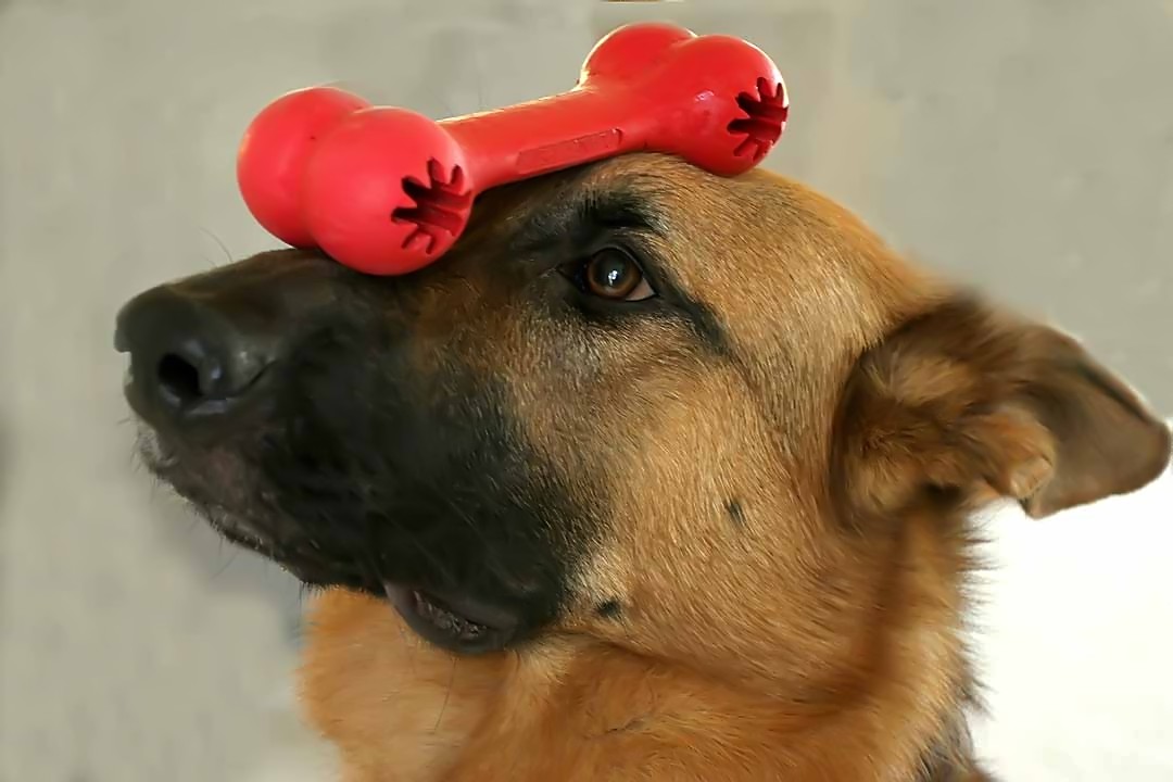 IMG_9668 dogs_a.jpg