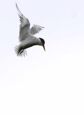 IMG_0802 terns.jpg