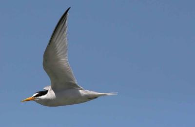 IMG_2861 terns_a.jpg