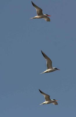 IMG_0824 terns.jpg