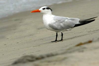 IMG_7658 terns.jpg