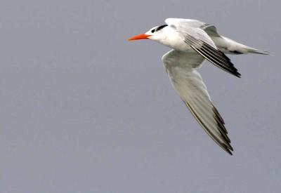 IMG_7804 terns.jpg