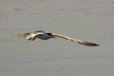 IMG_8707 terns_a.jpg