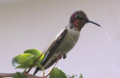 IMG_9840hummers_a.jpg