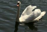 IMG_9696 birds_a.jpg