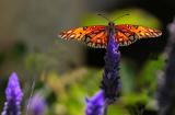 IMG_4534 qge.jpg