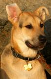 IMG_4629 dogs.jpg