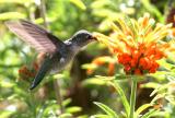 IMG_9191 hummers.jpg