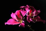 IMG_0191 qge_a.jpg