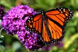 IMG_2360 fl.jpg