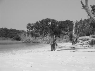 beach driftwood bw.JPG