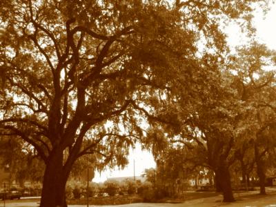 live oaks sepia.JPG