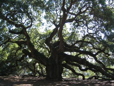 Angel Oak