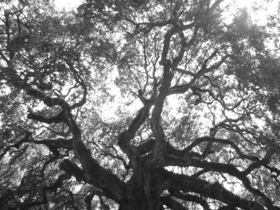 Angel Oak B&W