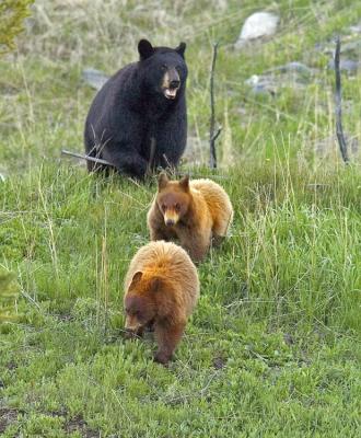 8423-Bear-and-cubs.jpg