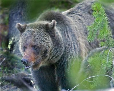 8696-Portrait-of-a-Grizzly.jpg
