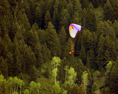 2421-Floatng-over-the-fores.jpg