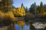 6800-Gold-in-the-Sierras.jpg