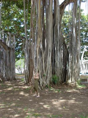 banyan tree downtown