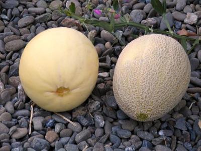 v3/18/41918/3/47016265.melons.jpg
