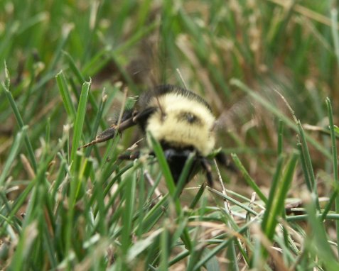 Bumbling the Landing