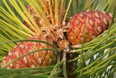 Vermont Pine-Apples?