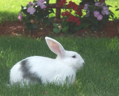 Rabbit's Neighborly Visit