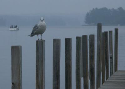 Foggy, Fishy Morning