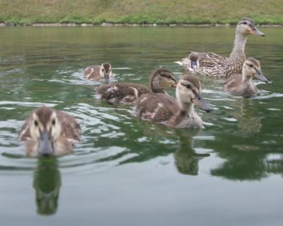 Curious Ducklings