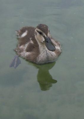 Baby Duck '05