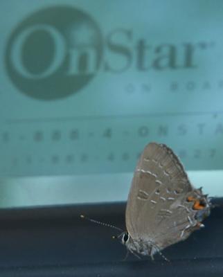 Moth Wants OnStar
