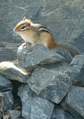 Chipmunk on the Rocks
