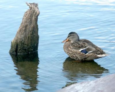 Waterfront Ducks 05